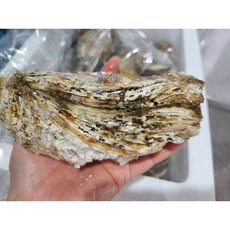 통영 해산물 고급 삼배체굴 개체 굴 석화 수출용, 1개, 삼배체 3kg(8-10미)
