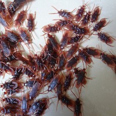 쓸데없는 선물 할로윈 플라스틱 바퀴벌레 모형 장난 장식 소품 고무 벌레 가짜 버그모형, 10, 커피색, 1개