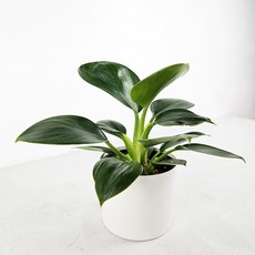 공기정화식물+간편화분 간편한 인테리어 식물화분, 1개, 17.콩고+포트화분