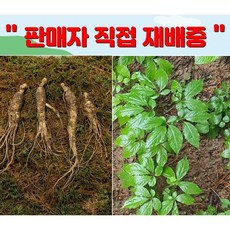 장뇌삼 3년근모종 장뇌삼 묘삼 삼모종 산삼 인삼 모종 부직포화분 /정직한사람들, 1개