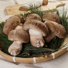 국내산 송화고 버섯 송화 추재버섯, 1박스, 실속 500g