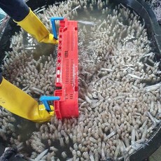 꼴뚜기 생물 해산물 제철 호래기철, 1개, 1kg