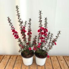 호주매화 마누카 붉은꽃 오래피는꽃 이색1+1, 1개