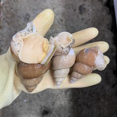 [산지직송]구룡포 백골뱅이1kg/진희수산, 1개, (생물)1kg20-30미