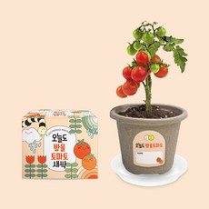 오늘도새싹 식물키우기 방울토마토 미니화분, 1개
