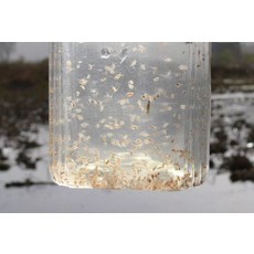 活體水蚤 豐年蝦 魚蝦飼料, 2個, 600ml