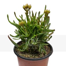 꽃사랑식물나라 타란튤라 카랑코에 다육이 선인장 종류 희귀 식물 키우기 인테리어 소품, 1개