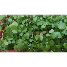 【野菜部屋~】E20 豆瓣菜種子 西洋菜 水田芥 清香爽口 營養豐富, 1包