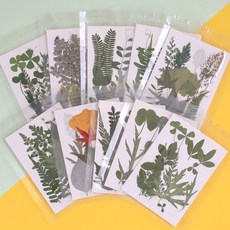 압화 나뭇잎 캘리그라피 줄기잎 말린 자연물 공예 재료 장식 누름꽃, 5