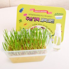세경팜 두손가득 새싹 재배세트 밀싹 캣그라스 수경재배키트 세트, 2개