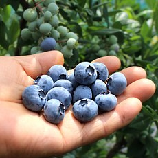 26년 햇 나주 무농약 생과 블루베리, 1개, 200g(상과)