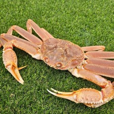 [사라수산] 세관통관직후 특A급 직수입 당일배송 러시아활대게 1KG[원산지:러시아연방], 1개, 1kg 내외(1마리)