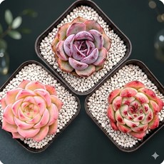 [파격특가 다육 세트] 예쁜다육 이쁜다육이 공기정화 인테리어 선인장 세트 미니 분갈이흙 희귀 특이 인지 랜덤, [5번] 3종세트, 1개