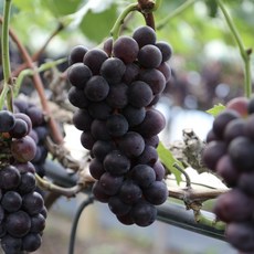 고당도 세척과일 거봉 포도 특품 프리미엄, 1박스, 800g