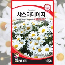 세계종묘 샤스타데이지 씨앗 2000립 다년생 데이지 꽃씨 종자, 1개 1개