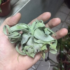 空氣鳳梨 觀賞植物