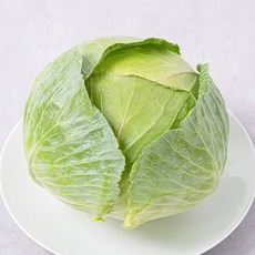 양배추 중도매인 당일경매, 1개, 2kg