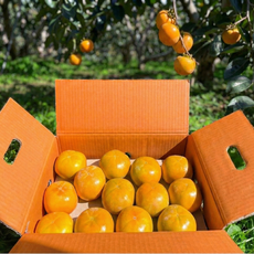 [환불보장] 고당도 단감 부유 진영단감, 1박스, 5kg 중 24-25개