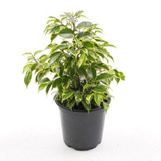 갑조네 킨키 벤자민 킹키 공기정화식물 희귀 나무화분 카페 개업 집들이 거실 플랜테리어, 1개