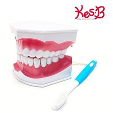 [오감플레이] 캐스비 네이처 이가빠지는치아모형, 본상품, 1개