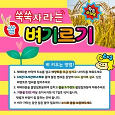 벼 기르기 식물관찰 텃밭기르기 kiy