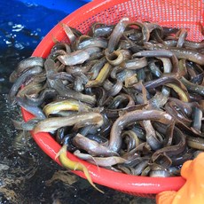 추어탕용 생미꾸라지 살아있는 미꾸라지 생물 1kg 미꾸리 loach, 1kg (중), 1개