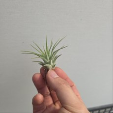 에어플랜트 먼지먹는 이오난사 소품 공중 플랜테리어 공기정화 행잉플랜트, 5개