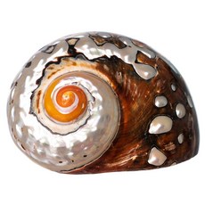 은둔게 껍질 | 터보 껍질 | 아프리카 사르마티쿠스 터보 껍 Hermit Crab Shells | Turbo Shells | African Sarmaticus Turbo Shell, 갈색