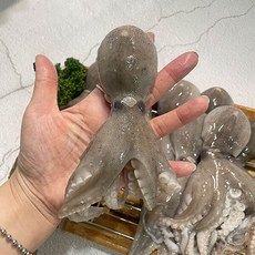 국내산 활 쭈꾸미 1kg 생물 알배기 알쭈꾸미 샤브샤브 숙회