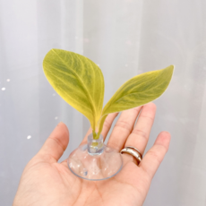 달팽이 사육장 꾸미기 용품 조화잎 4종, 03담쟁이넝쿨 잎, 1개