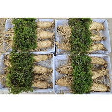 양질의토양에서자란 6년근 고급선물세트 도매판매 750g(왕특대굵기 A급정품인삼 4-6뿌리), 1세트, 750g