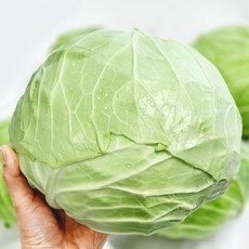 [울팜] 국내산 신선 통 양배추 겉잎제거, 1박스, 7kg
