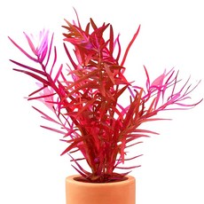 [수초대장] 로탈라 홍콩 (1포트) 포트수초