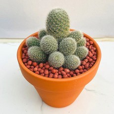 산아래 다육이 보산 다육이 선인장 화분 식물 꽃 생명력 카페꾸미기 장식 공기정화 전자파차단 희귀식물 선물 부모님선물 특이한식물, 1개