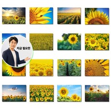 지금 필요한 금전운 해바라기유화 풍수인테리어 해바라기포스터 K31872EA, 18