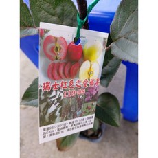 霏霏園藝 紅色士愛蘋果樹, 1個