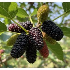 고창 토종생오디 (냉동)동결오디 (특품) (상품) 2kg 5kg 10kg, 1박스, 2kg(특)