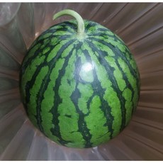 겨울수박 농수산물시장 농장직송 못난이수박 하우스수박 못난이수박 3kg 4kg 5kg 6kg 7kg 8kg 9kg 10kg, 1개, 못난이 겨울 수박 4kg 내외