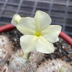 白花惠比須笑 塊根植物 造型奇特 易於照顧, 1個