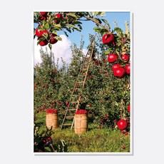 스웨리움 풍요로운 사과 과수원 풍경 그림 액자 풍수 인테리어 포스터 집들이 개업 선물, A4 (210 x 297 mm), 포스터만 구입