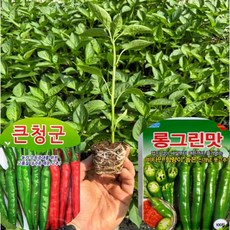 고추모종 2종세트 10주 오이고추 6개 큰청양 6개, 12개