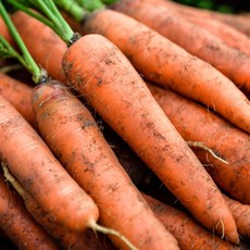 오늘의채소 못난이 쥬스용 흙당근, 1박스