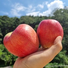 부사 사과 2kg (8-11과) (Araium)
