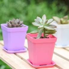 컬러 프라스틱 미니다육 세트 받침대 Set SG-4DM12-6665