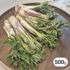 [고니네농수산] 강원도 봄내음 땅두릅 최상품, 1박스