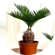 소철 /sago palm /소형 플랜테리어 홈인테리어 반려식물 에어플랜트 플랜테리어, 1개