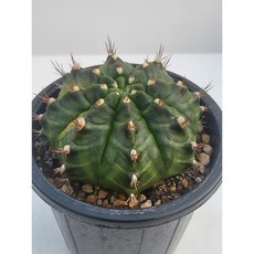 [가람다육] 담시금 선인장, 1개