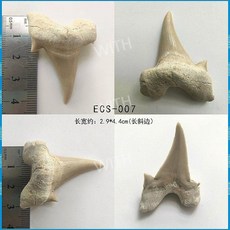 메갈로돈 귀 이빨 상어 실제 화석 원석 광석 표본 모로코 해양 고생물학 장식 선물, ECS-007