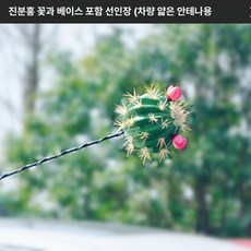 머스코 자동차 선인장모형 안테나 볼 장식용품, 진분홍 플라워 선인장 2개 안테나볼 포함