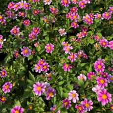 핑크 비덴스 다년생 야생화 9cm 포트 노지월동 야생화 정원식물 지피식물 야생화모종 여름꽃모종, 1개